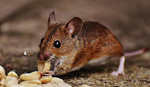 Find Exterminators in Petersburg City County